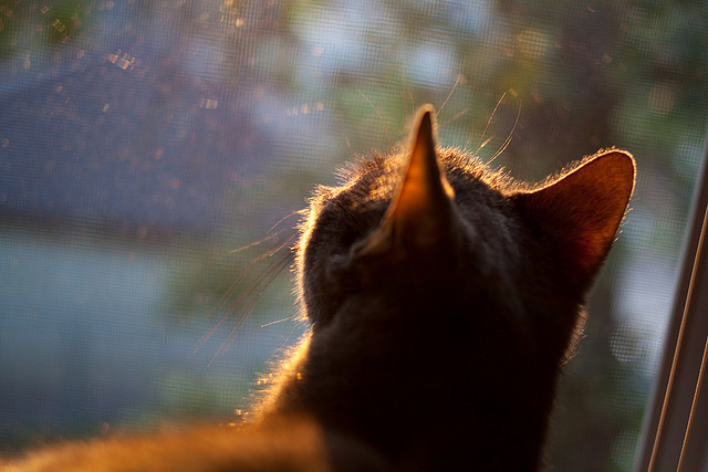 九游娱乐官方平台-_日落马拉松：夕阳下的运动浪漫_，落日马场骑羊