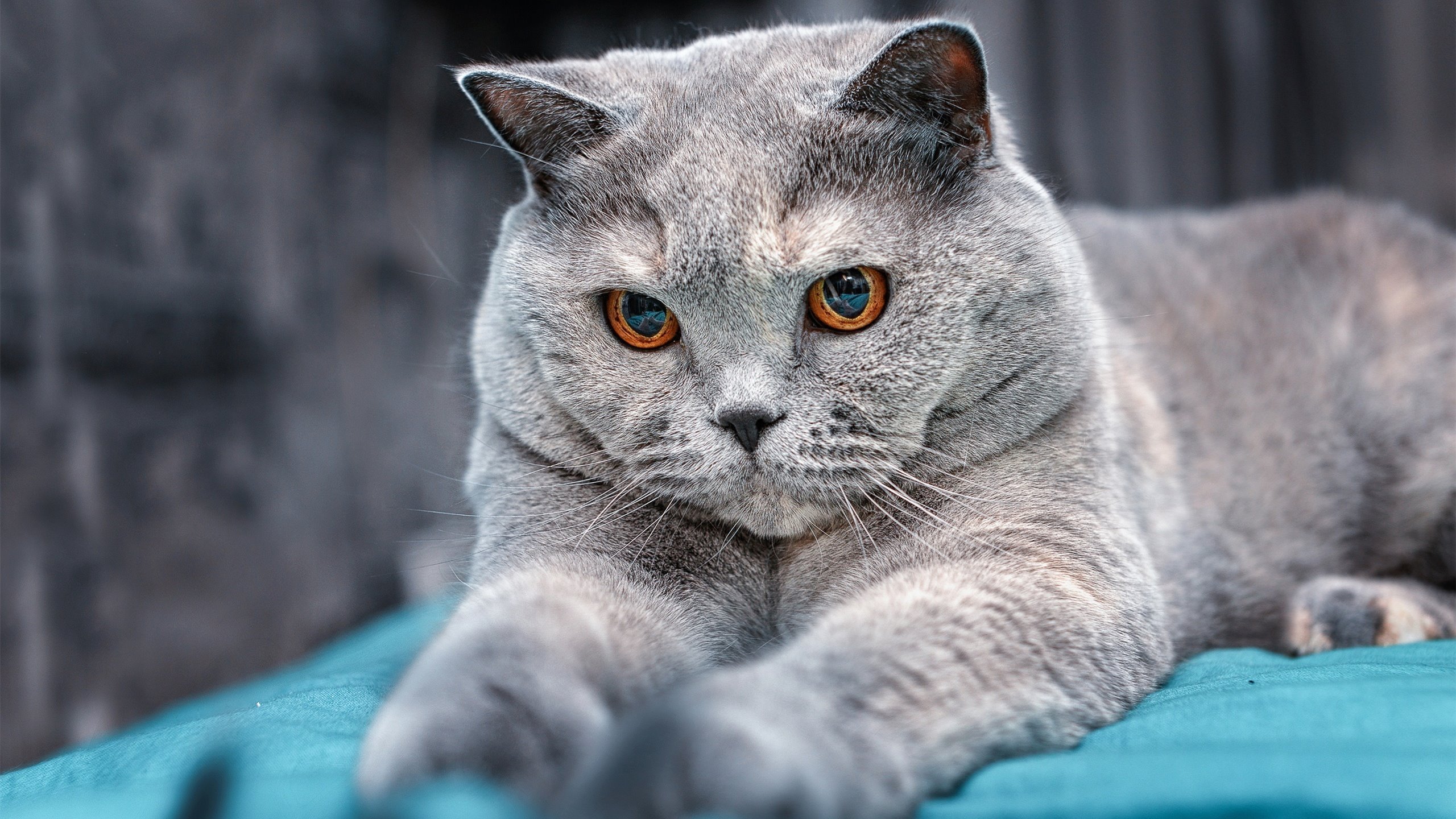 九游(jiuyou)官方网站-_时尚运动潮流：运动服饰的新宠_，时尚运动服牌子