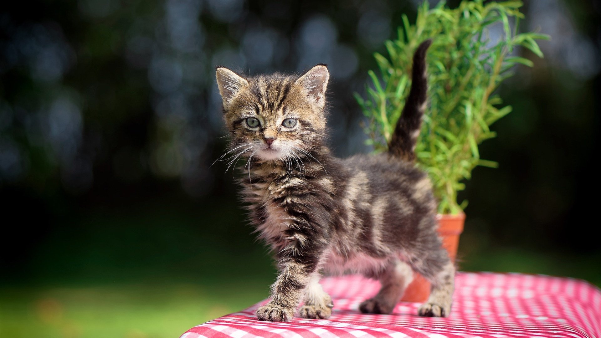 九游游戏在线玩-【比赛细节】攻防转换关键瞬间，运动员如何精准施术？，进攻型选手准备姿势要求运动员身体距离球台多少厘米