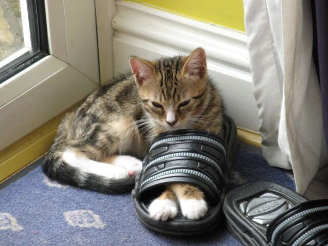 九游游戏在线玩-具有挑战性的大型障碍跳跃赛，勇者的专属舞台，跳障碍物玩法